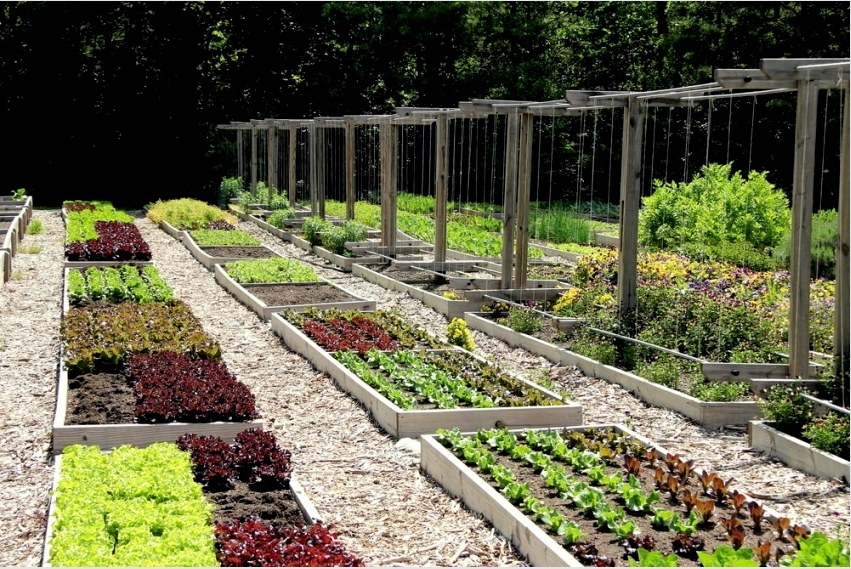 A széles ösvény és az ágyak optimális mérete lehetővé teszi, hogy növényekkel való munka közben ne lépj fel a földre