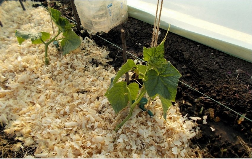 Az uborkát szigetelt ágyakba lehet ültetni korábban, mint nyílt talajon