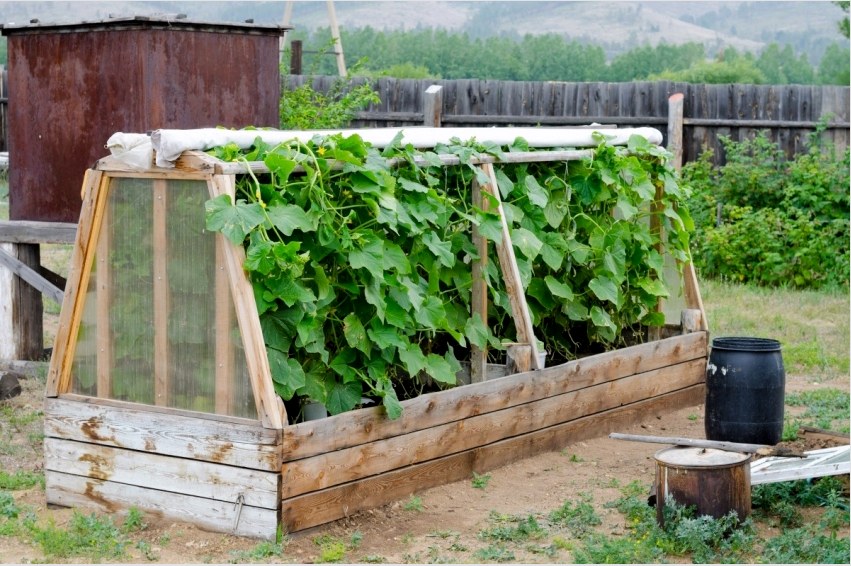 A szokásos magas ágyakból mini üvegházakat építhet, amelyek elősegítik a növények megőrzését fagyok idején