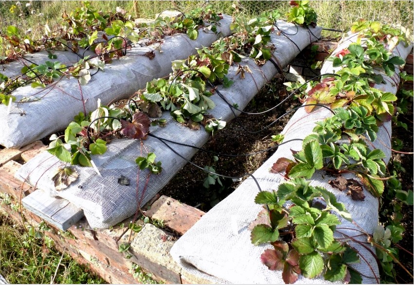 Példa a szamóca zsákokban történő termesztésének technológiájának alkalmazására, amely lehetővé teszi a bogyók tiszta - homok és föld nélküli - szedését