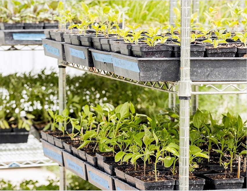 Palánták üvegházban történő termesztéséhez nagyon kényelmes fiókos polcok használata