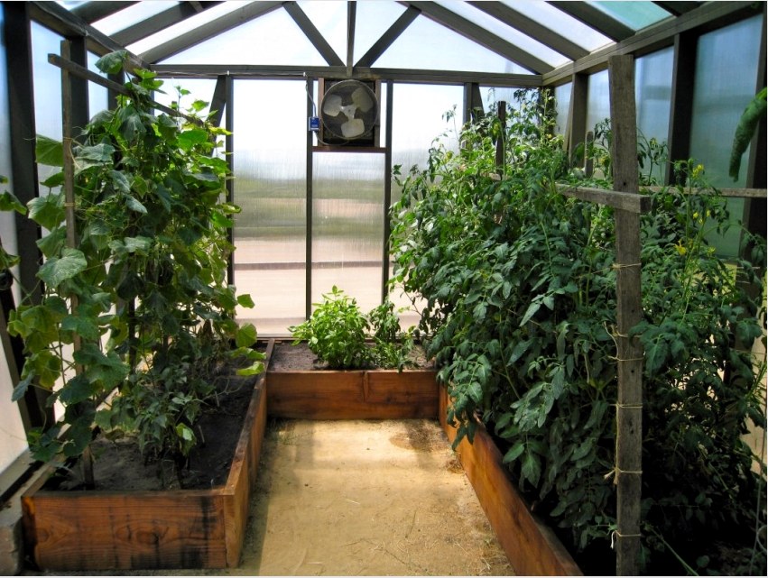 A magas ágyak nagyon kényelmesek a kis üvegházakban - ez lehetővé teszi a közelben különböző növények termesztését