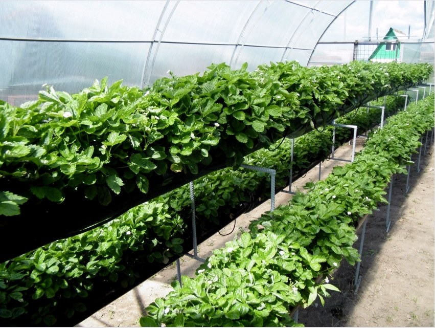 Egy keskeny üvegházban a növényeket különféle szinteken lehet termeszteni, ami helyet takarít meg 