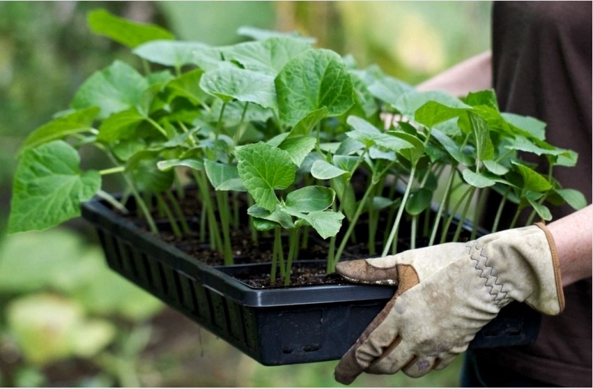 A növények és a talaj megfelelő előkészítése az ültetéshez magas termést eredményez