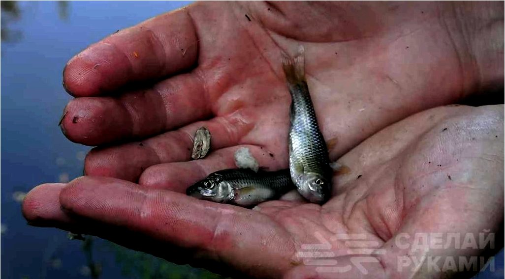 Hogyan készítsen csapdát a kis halak számára saját kezével