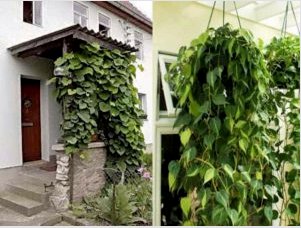 Növekvő kúszónövény a falon egy magánház.  A függőleges kertészet előnyei.  Rácsos berendezés növények hegymászásához
