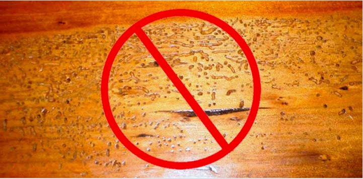 Hogyan lehet megvédeni a házat a kéregbogár-hibától: mi a teendő, ha a fertőzést nem lehet elkerülni 
