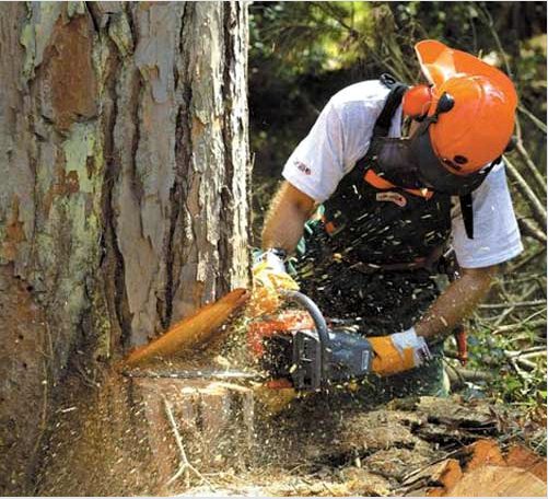 Láncfűrész fák megfelelő és egyenletes fűrészelése?  Tippek a fűrésztelepről való favágáshoz - áttekintés