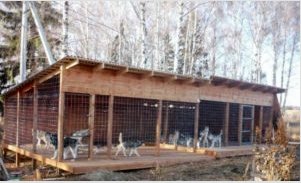 Aviary építése egy kutyának: Tudnivalók a kezdés előtt