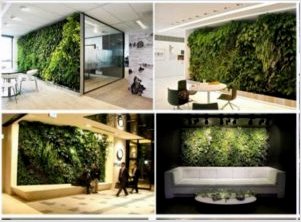 Hogyan készítsünk környezetbarát környezetet a helyiség belső kialakításával saját kezűleg: Növénytípusok - Legjobb 7 és részesedjen belőlük 