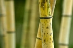Bambusz Padlóburkolat: A Fű Keményebb…