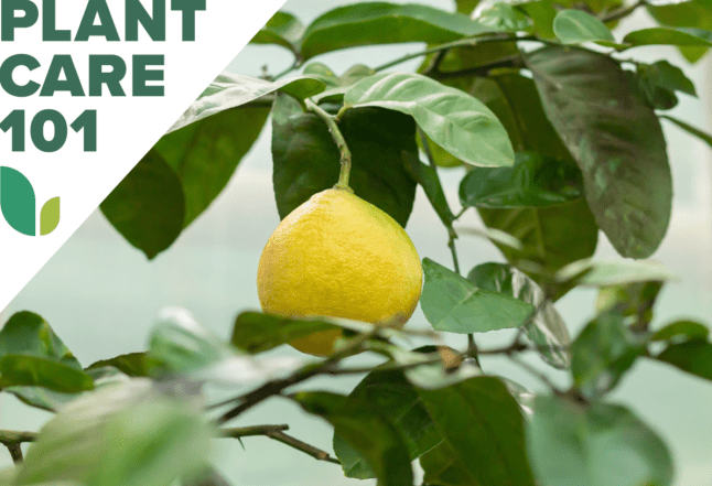 Hogyan termesszünk citromfákat beltérben?
