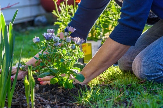 Egynyáriak kontra évelők: 8 fontos szempont, amit minden otthoni kertésznek tudnia kell