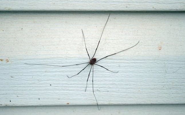 Mi vonzza a pókokat? Hogyan hívod meg a pókokat az otthonodba – és mit tehetsz ellene