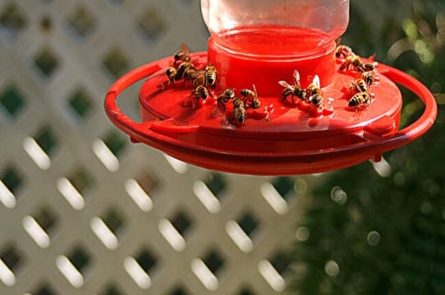 Hogyan tartsuk távol a méheket a kolibri etetőtől anélkül, hogy kárt tennénk bennük?