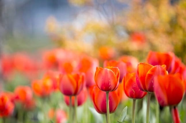 Mikor ültessük a tulipánhagymákat a sikeres tavaszi virágzás érdekében?
