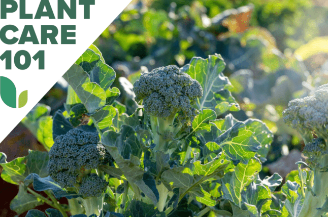 Hogyan kell brokkolit termeszteni?