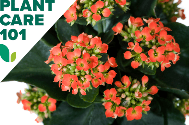 Mesterien egyszerű Kalanchoe Növényápolás a színes virágzás évről-évre való elragadtatásáért