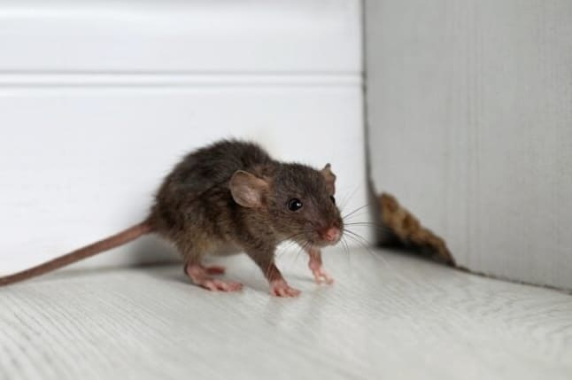 7 Mód, ahogy a patkányok tönkreteszik az otthonodat, és mit tehetsz ellene