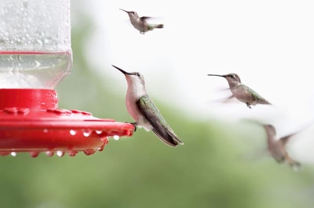 Vonzzon több kolibrit a kertjébe a következő 10 gyakori hiba elkerülésével
