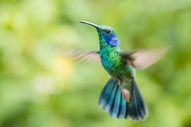 A kolibrik 23 fajtája, amelyeket a háztáji madárlesőknek ismerniük kell
