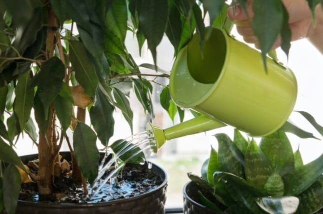 7 Jele annak, hogy túlöntözöd a növényeidet – és hogyan javítsd ki őket
