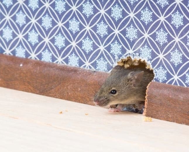 Az egerek 10 árulkodó jele, amit soha ne hagyj figyelmen kívül.
