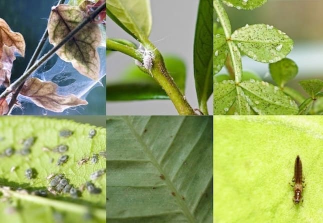 Bug Off: Útmutató a szobanövények kártevőivel való bánásmódhoz