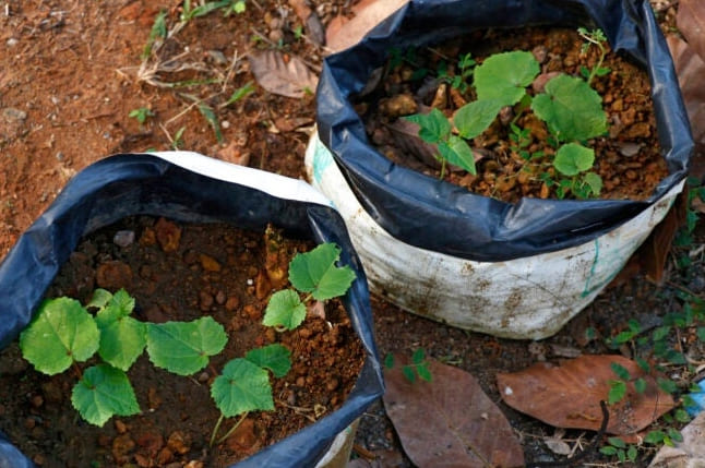 11 Fontos dolog, amit a Grow Bag kertészkedésről tudni kell