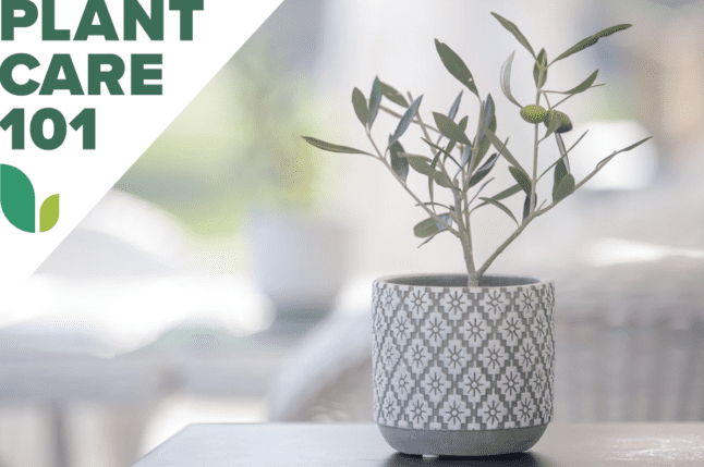 Beltéri olajfa gondozása: Ismerje meg a szobanövényt, amely szereti a jó déli fekvésű ablakot