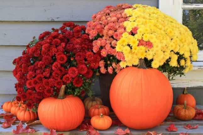 Őszi múmia: Hogyan ápoljuk az őszi szívós, színes virágokat?