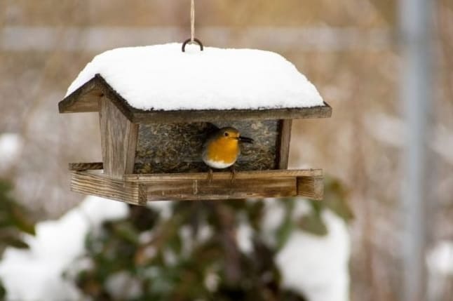 9 Dolog, amit megtehetsz, hogy a madarak jóllakjanak télen is
