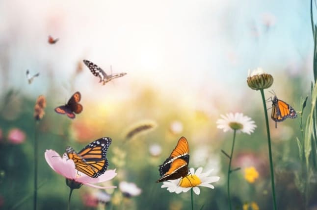 18 Pillangófajta, amelyeket minden kertésznek ismernie kell
