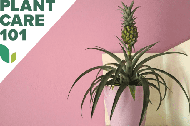 Ez az ananásznövény gondozási rutin olyan egyszerű, mint a friss termények szaporítása.