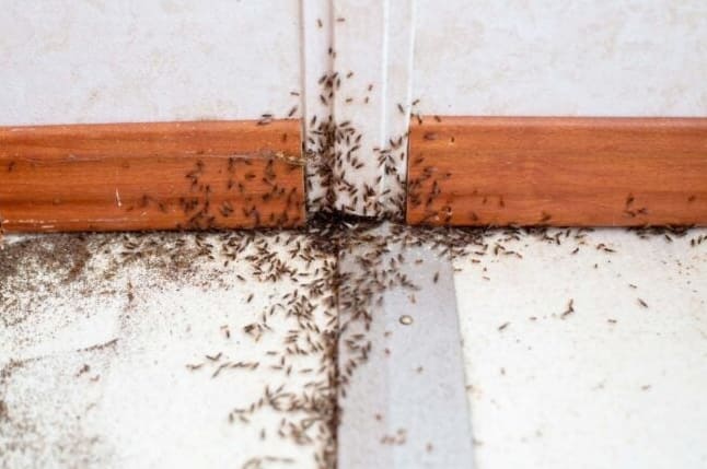 9 Rovar, amelyek lehetnek azok a kis fekete bogarak a konyhában – és hogyan lehet megszabadulni tőlük