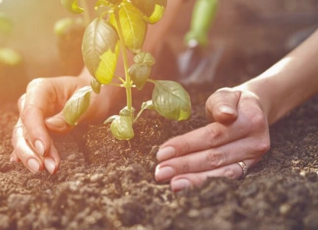 Hogyan alakítsuk ki a tökéletes talajt a zöldségeskertünk számára?