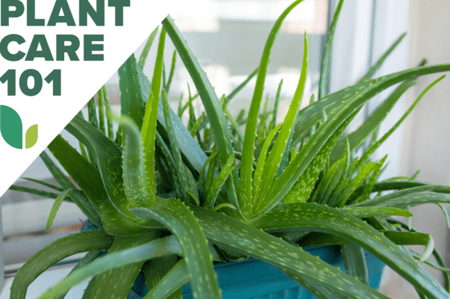 Ez az Aloe Vera növényápolási rutin gyakorlatilag bolondbiztos.