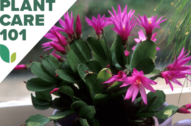 Húsvéti kaktuszok gondozása: Hogyan virágoztassuk ki az ünnepi szukkulenseket minden évben?