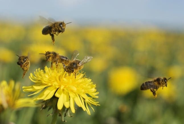 A méhek 10 fajtája, amelyeket minden lakástulajdonosnak ismernie kell
