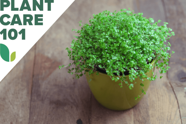 Babatépő növényápolás: Ismerd meg a kúszó talajborítót, amelyet beltérben is termeszthetsz