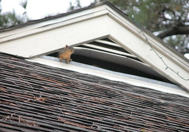 Megoldva! Mit tegyünk a padláson élő mókusok ellen?