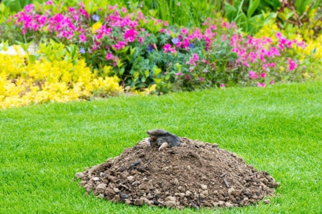 Megoldva! Milyen állat ás lyukakat a kertemben?