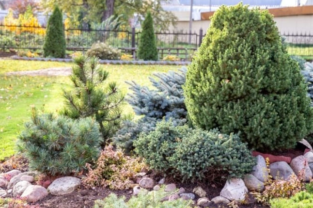 20 Örökzöld cserje, amelyekkel egész évben szépítheti kertjét
