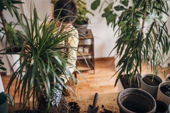 20 Alacsony fényigényű szobanövény, amelyet gyakorlatilag bárhol termeszthetsz