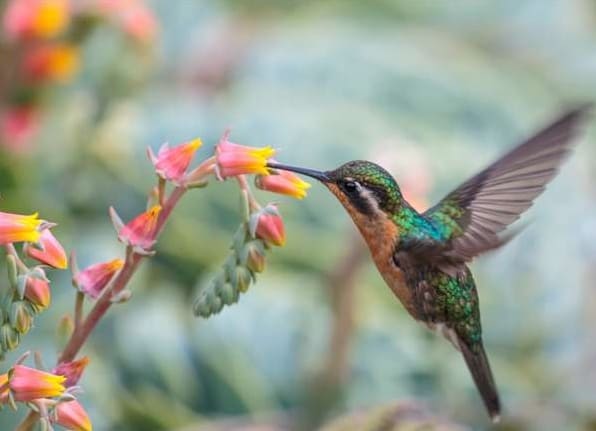 27 Gyönyörű növény, amelyek vonzzák a kolibriket a kertedbe