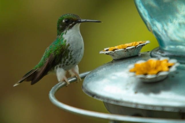 7 Fontos dolog, amit a kolibri etetőjéről tudnia kell