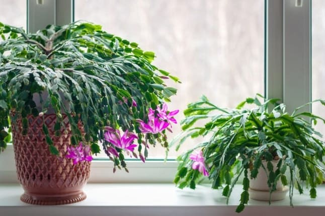 Karácsonyi vs. Hálaadás vs. húsvéti kaktusz: Mi a különbség ezek között az ünnepi szobanövények között?