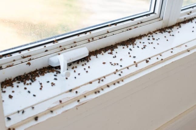 Megoldva! Mik az apró fekete bogarak a házamban az ablak mellett?