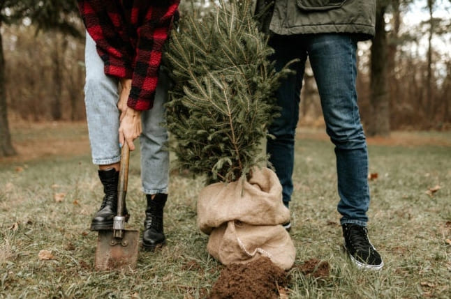 Unod már, hogy minden karácsonykor megölöd a fákat? Próbáld ki az élő karácsonyfát