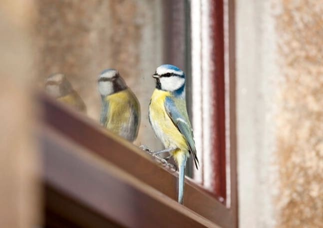 Hogyan tegye madárbiztossá az ablakát: 11 okos megoldás
